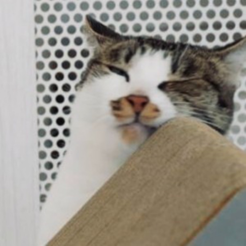 BoxKitty貓抓板與他們的產地
