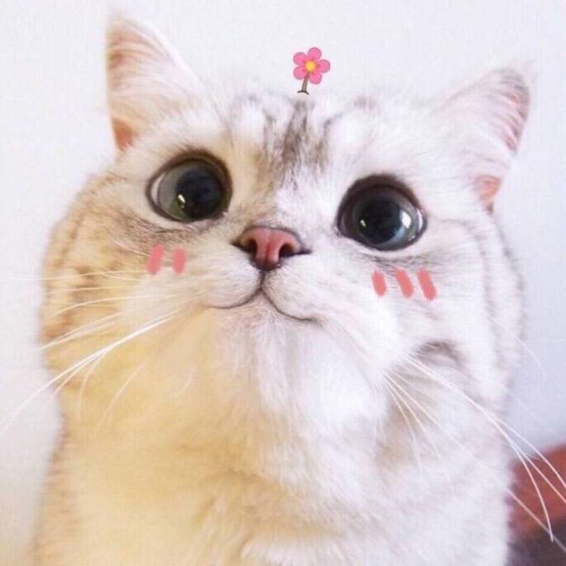 Lucky Big Cat